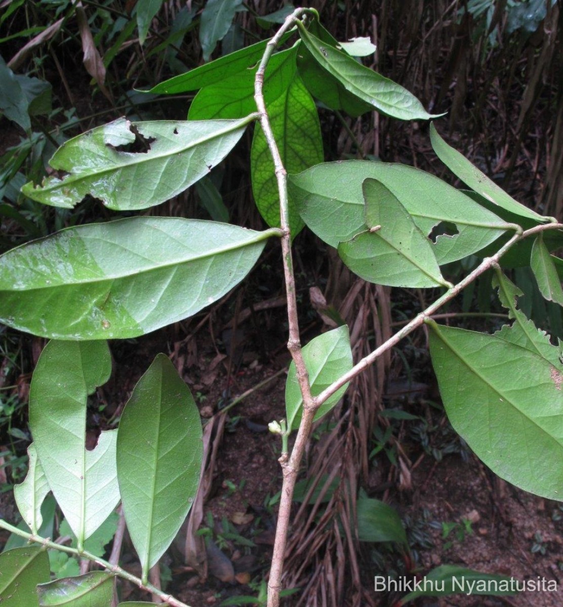 Suregada lanceolata (Willd.) Kuntze